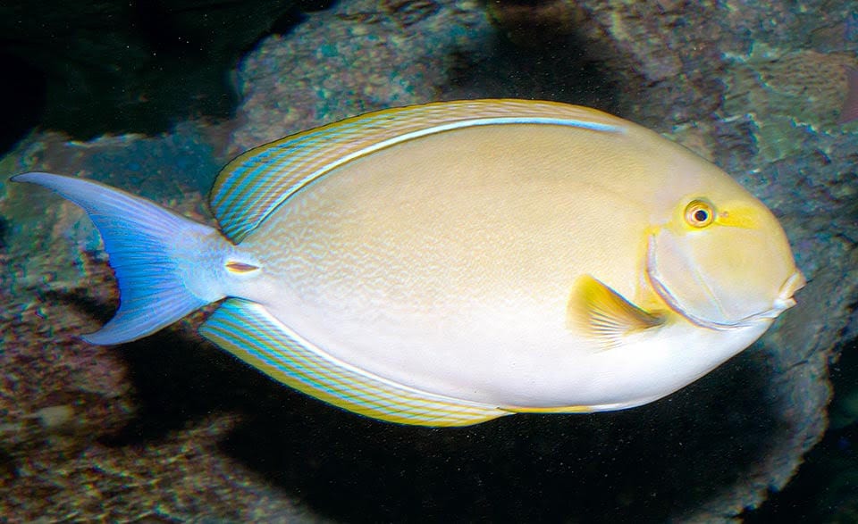 Tang: Yellowfin