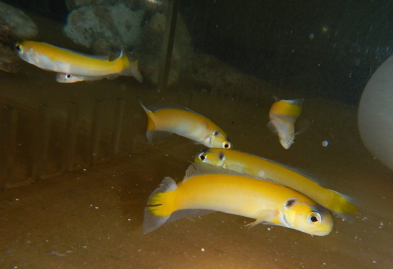Tilefish: Golden