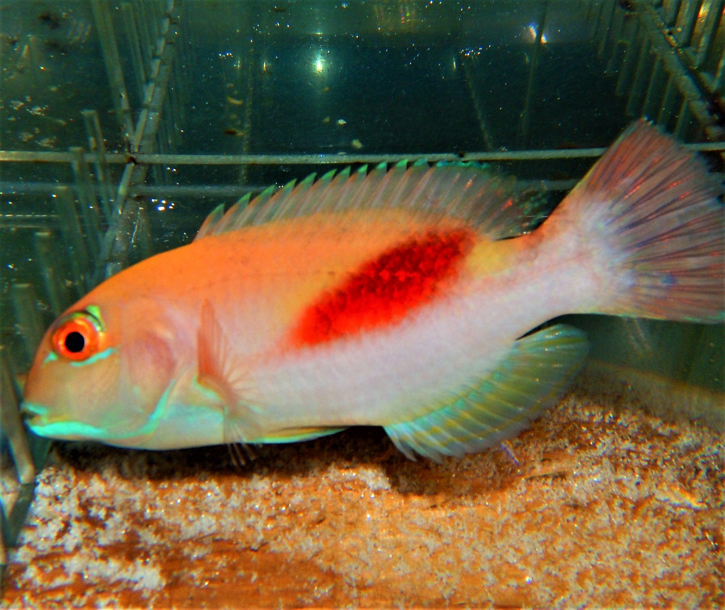 Wrasse: Red Stripe Tusk
