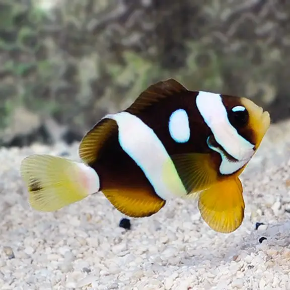 Galaxy Clarkii Clownfish swimming