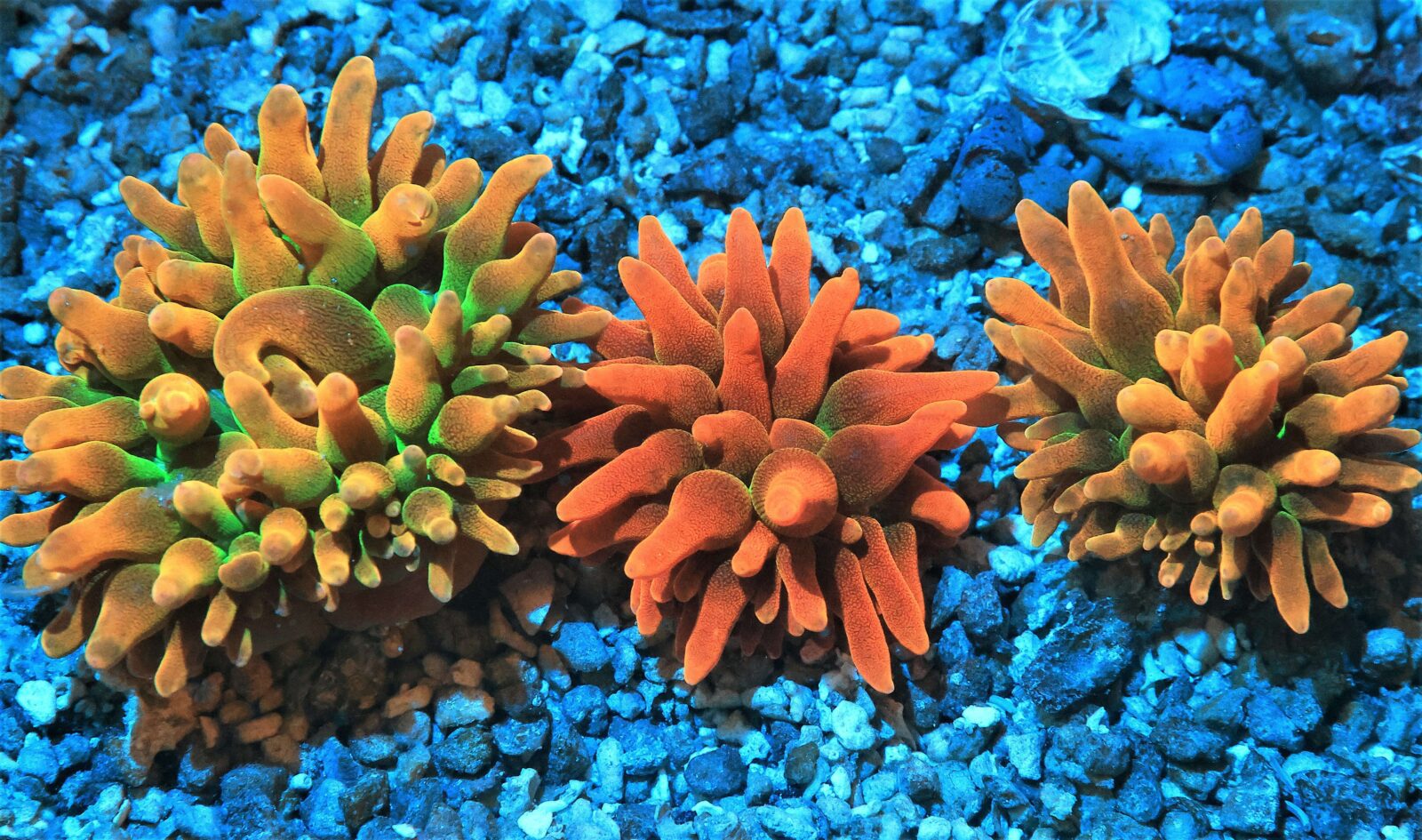 Anemone: Bubble Rose Rainbow Cult