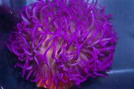 Anemone: Long Tentacle; Purple