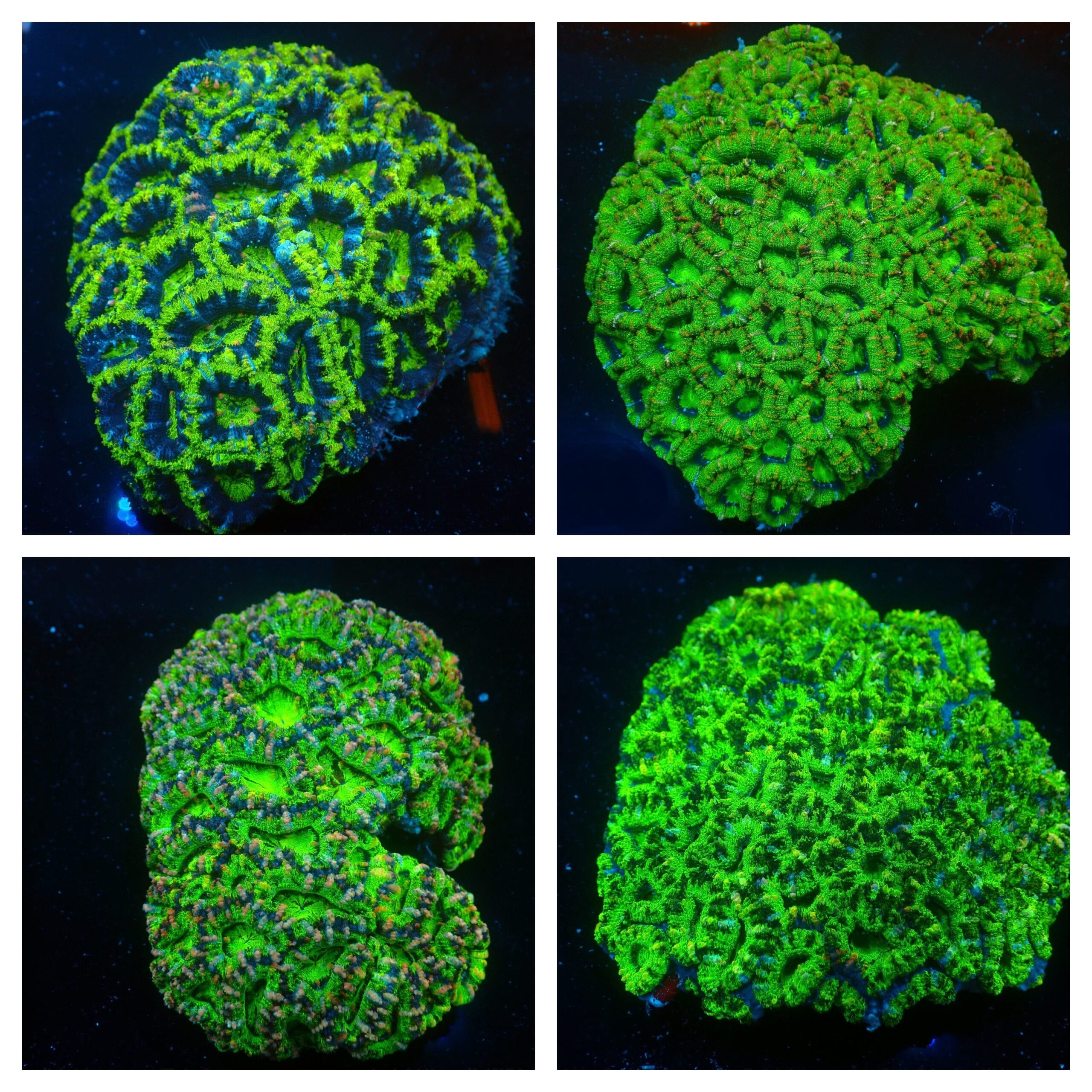 Brain: Acan Lords; Green Super; Aust