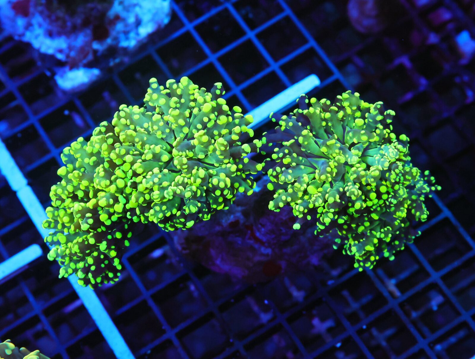 A65 -INDO FROGSPAWN BRANCH GAMMA RAY 4 HEAD