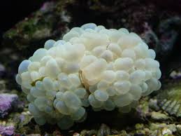 LPS: Bubble Coral; Australia