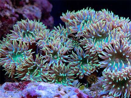 LPS: Duncanops: Green; Aust