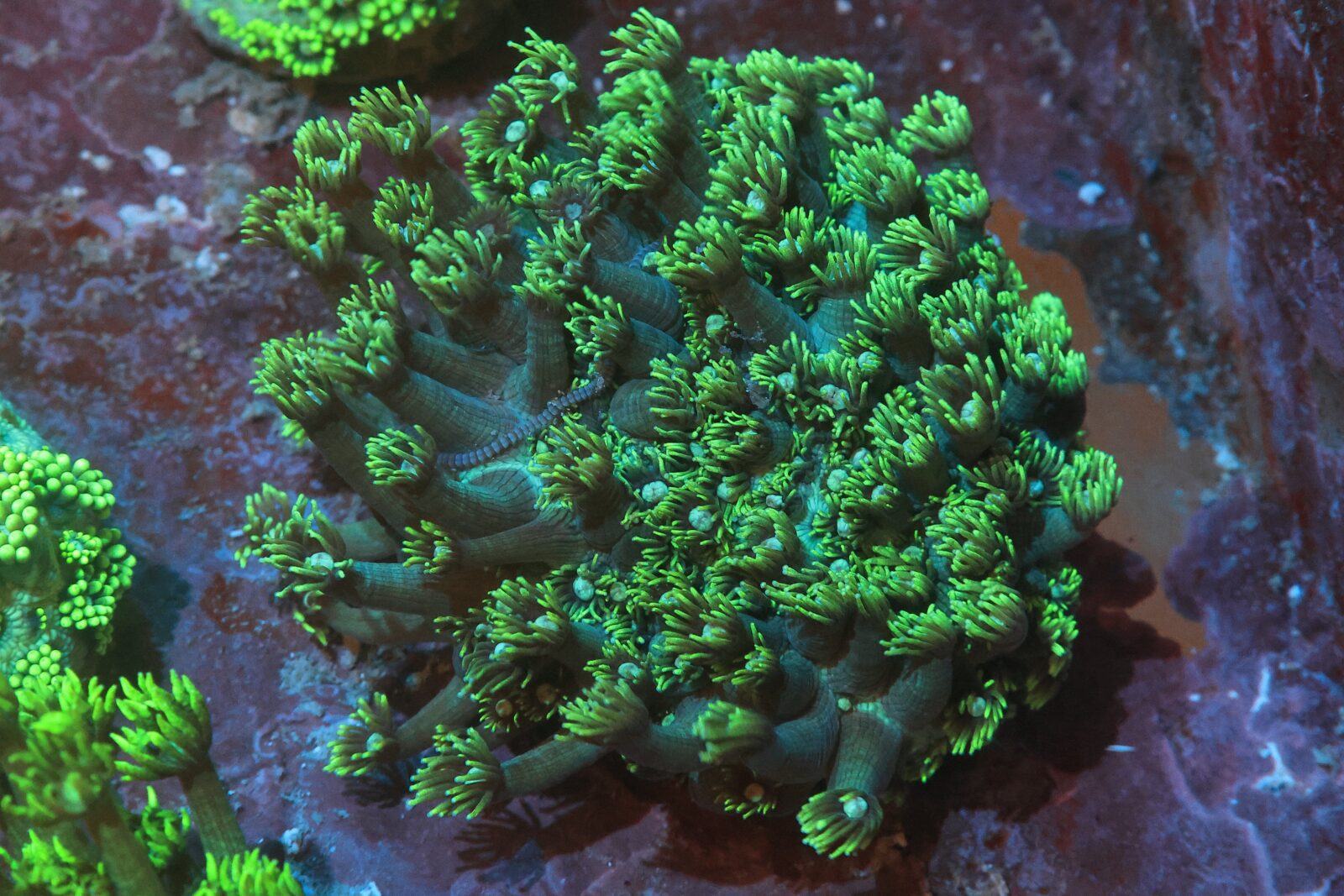 LPS: Goniopora Coral; Metalic; Aust