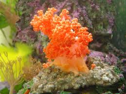 Soft Coral: Orange