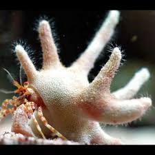 Crab: Staghorn