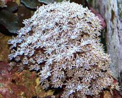 Misc. Coral: Organ Pipe