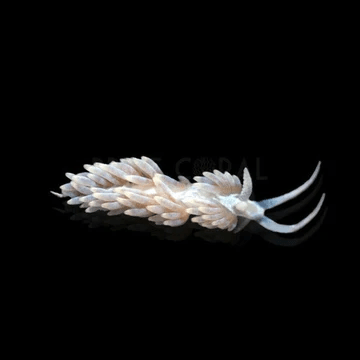 Nudi: Berghia