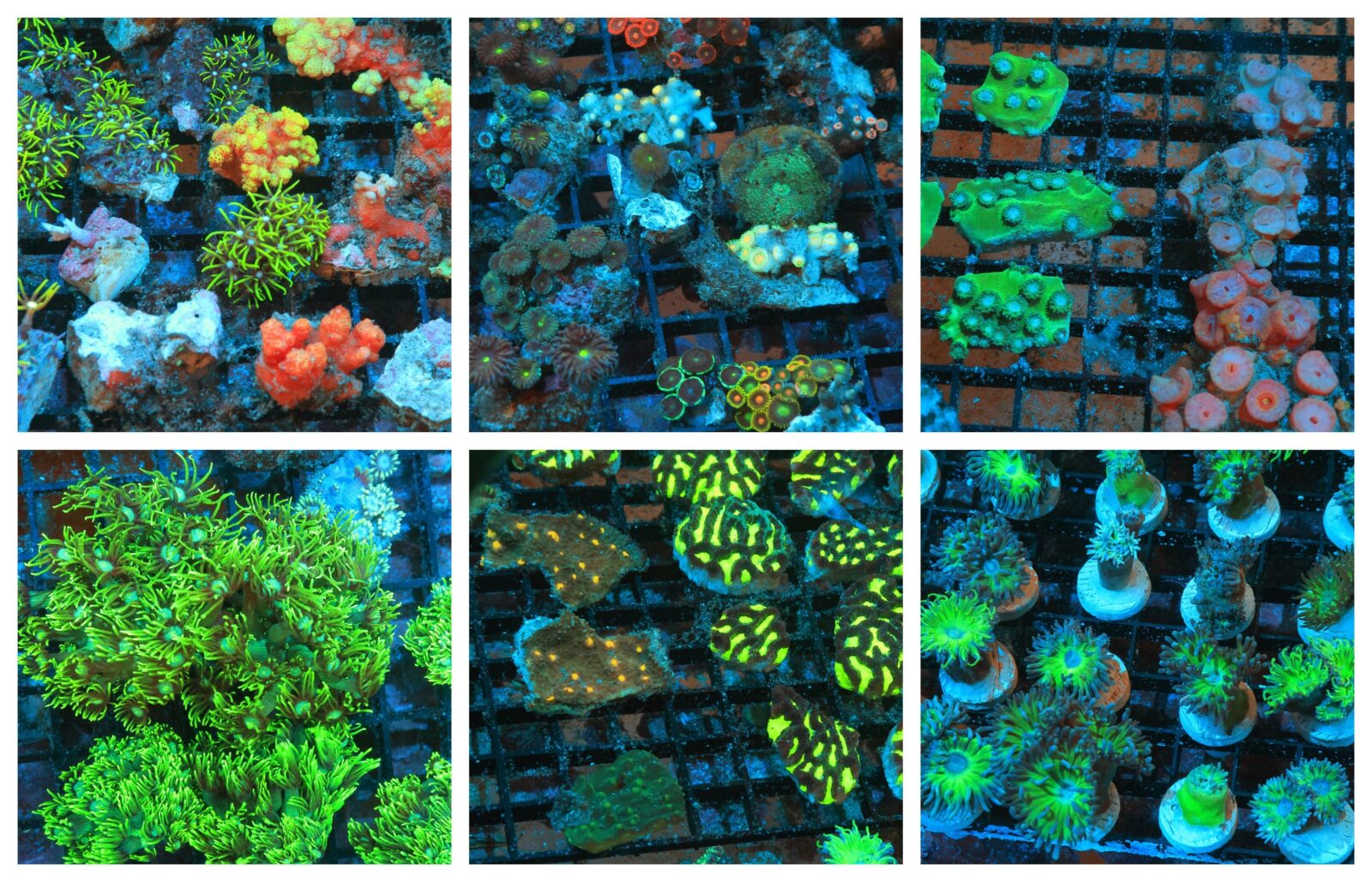 Pack: Nano Coral Package Mix