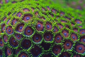 Polyp: Colony Rock (Zoa);Eagle Eye Su
