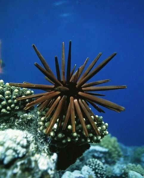 Urchin: Slate