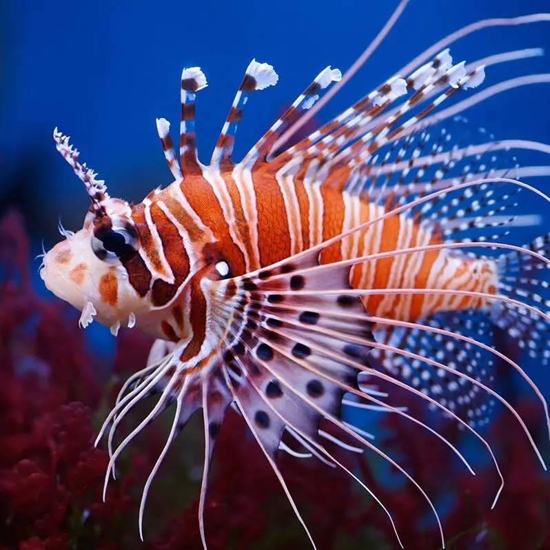 Lionfish