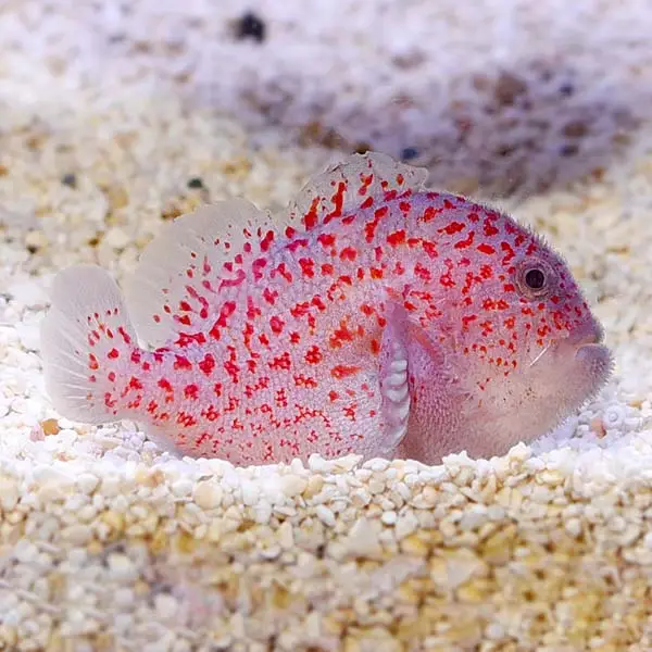 Gobies