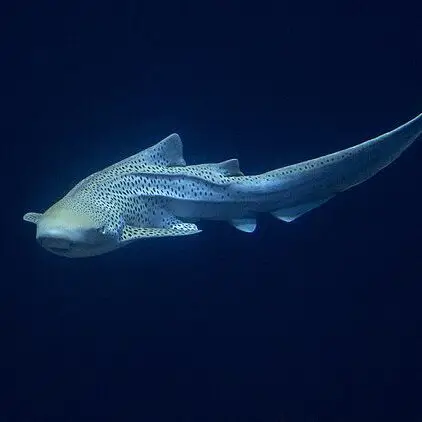 Sharks