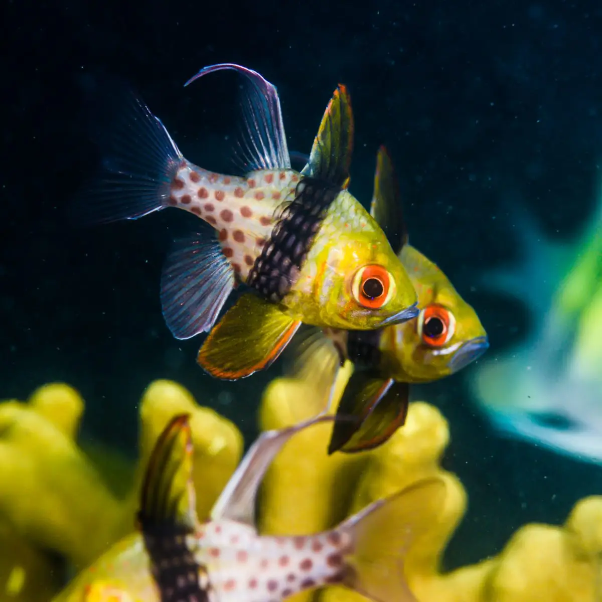 Cardinalfish