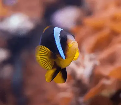 Clownfish