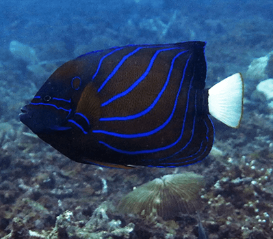 All Fish