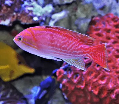 Wrasse