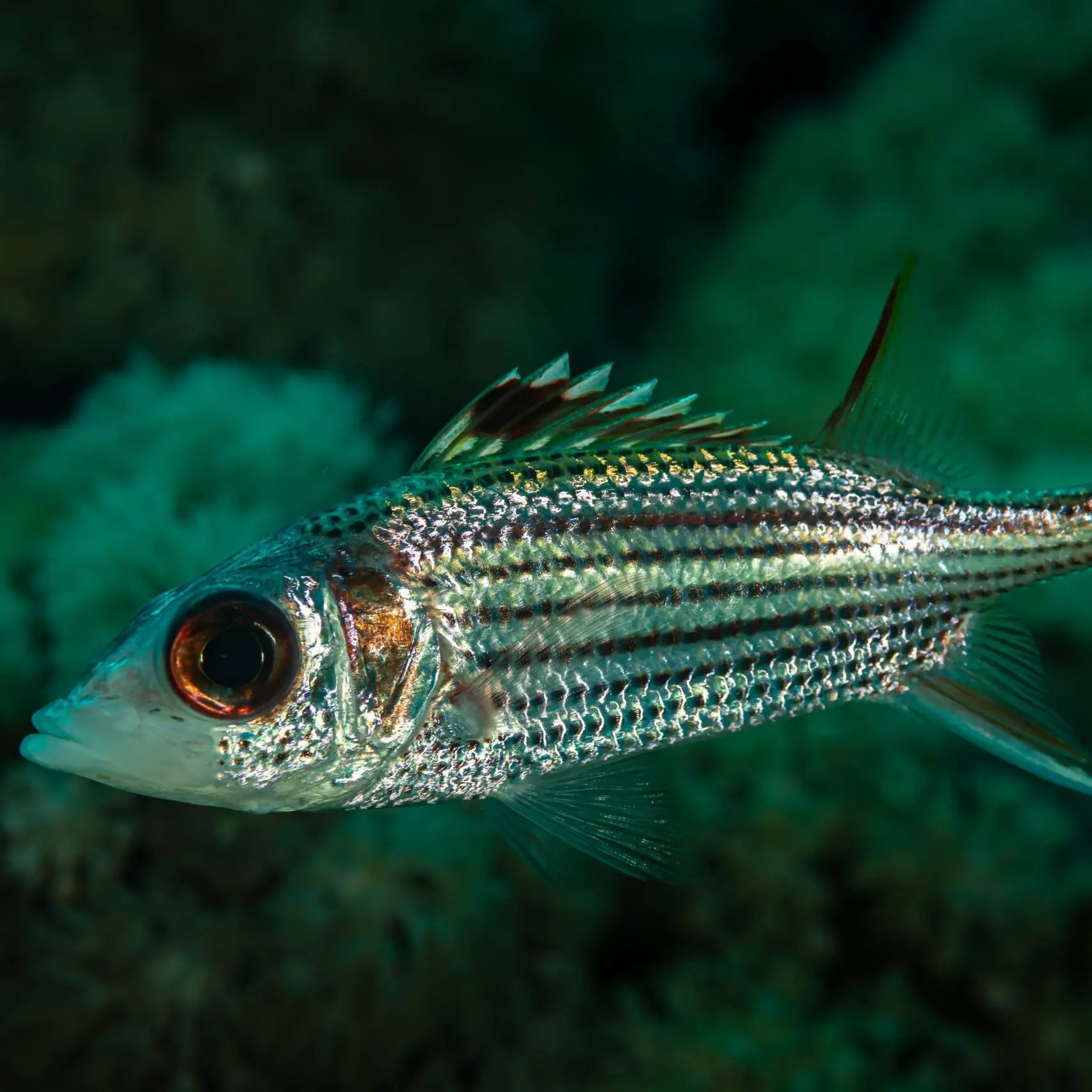 Squirrelfish