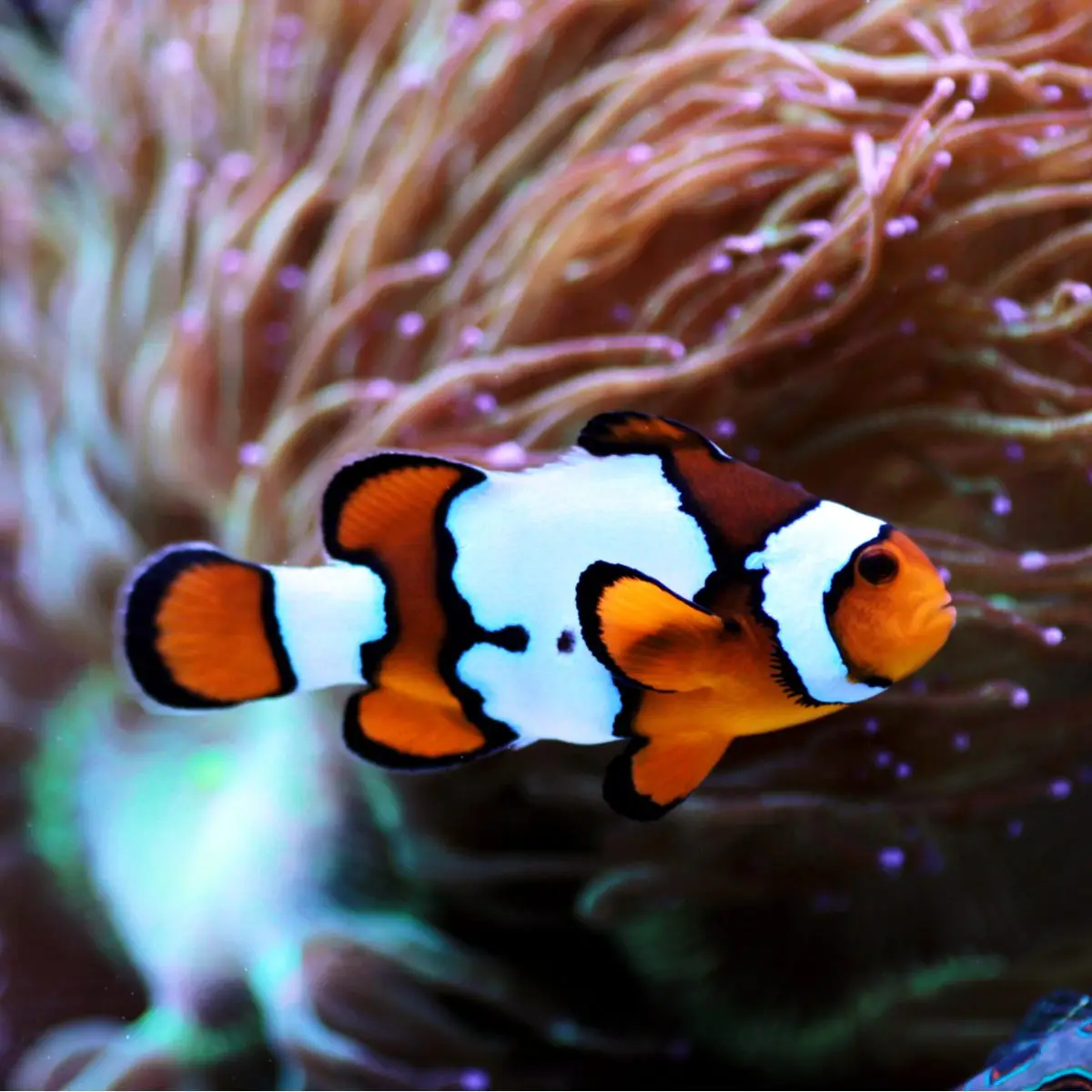 Snow Onyx Clownfish swimming