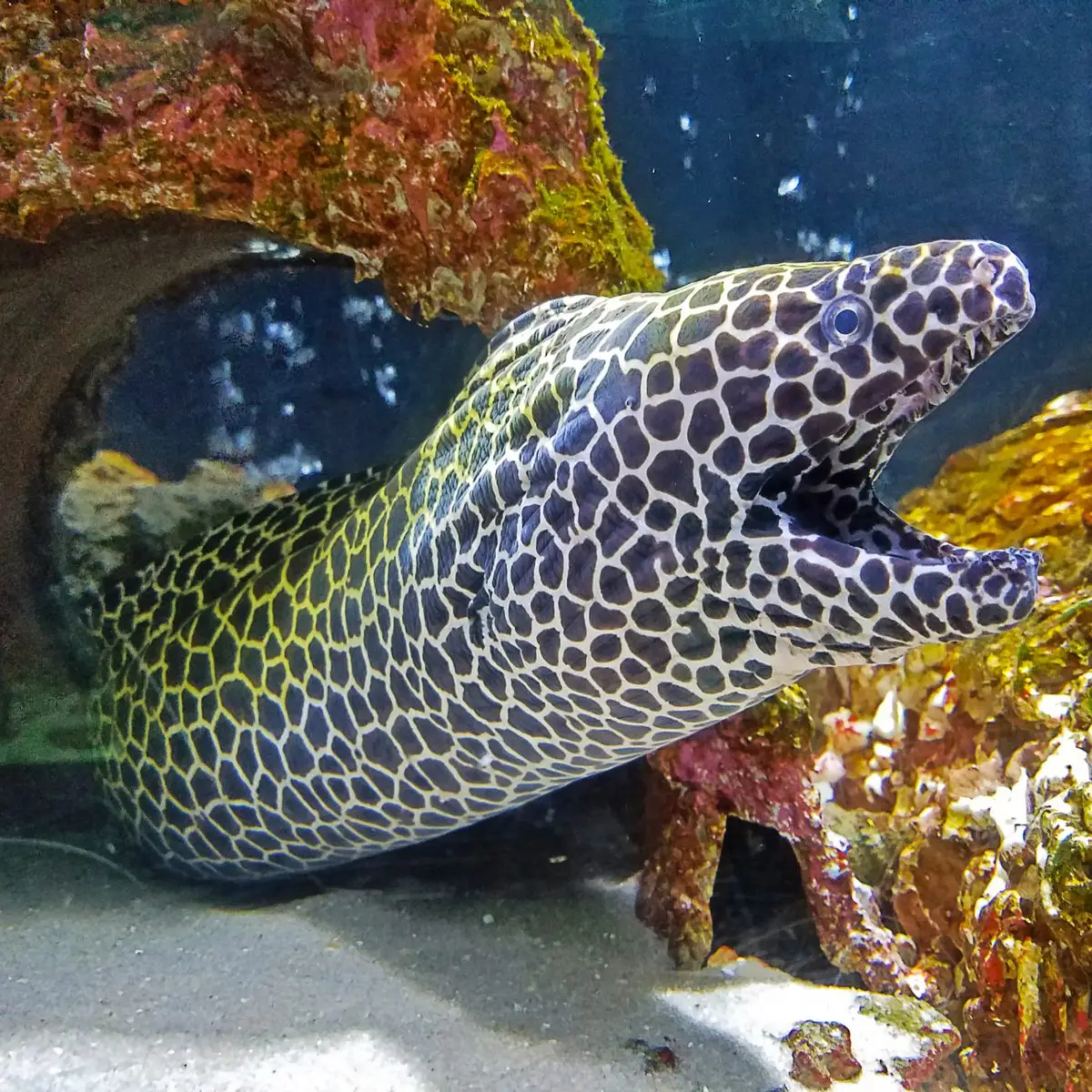 Eels