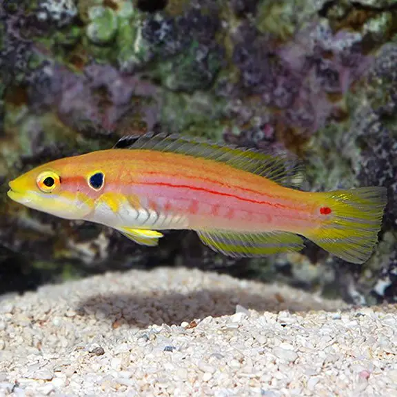 Hogfish