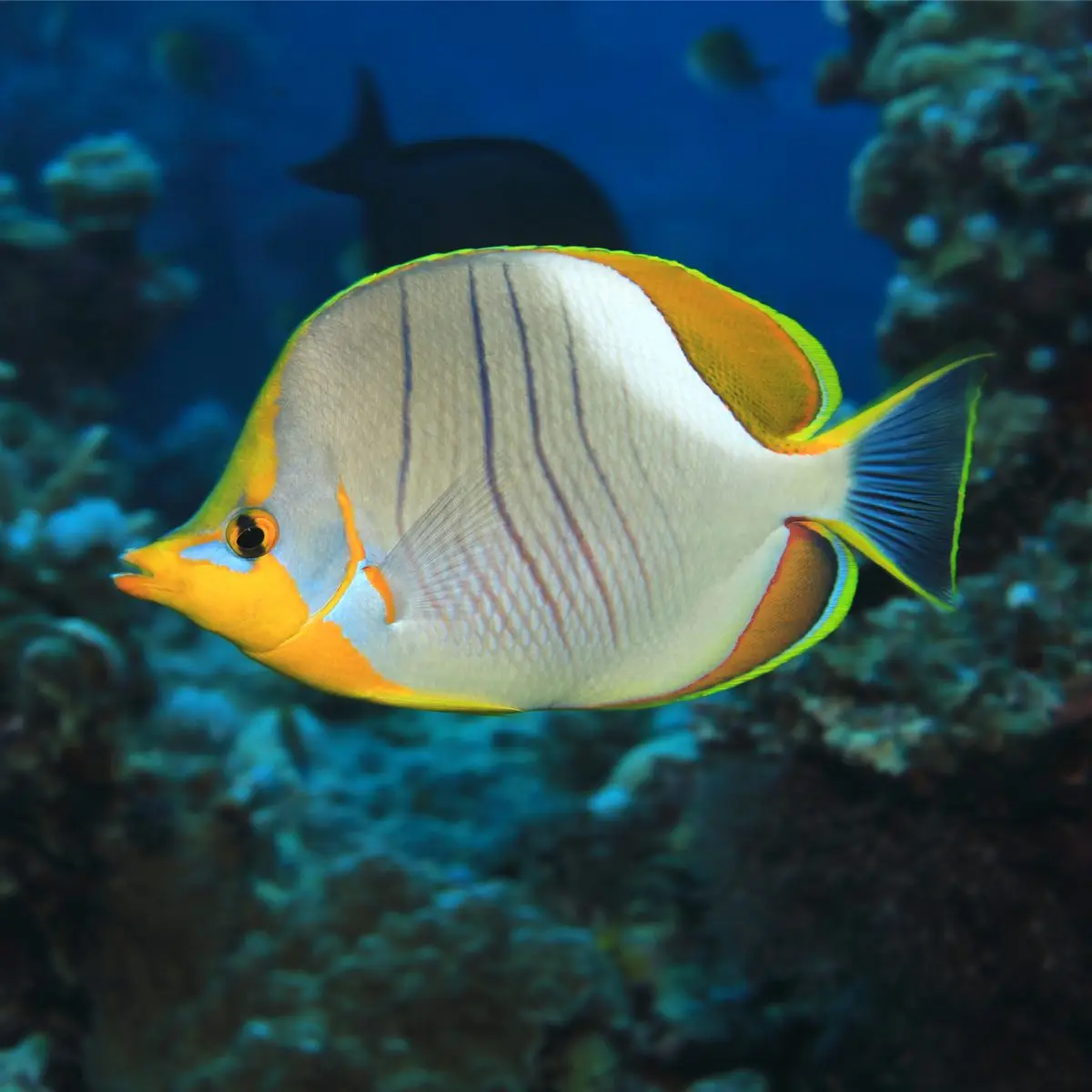 Butterflyfish