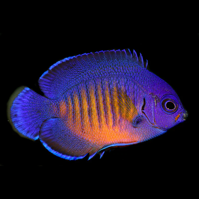 Coral Beauty Angelfish - Centropyge bispinosus