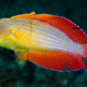Eight Line Flasher Wrasse; Red Sea - Paracheilinus octotaenia