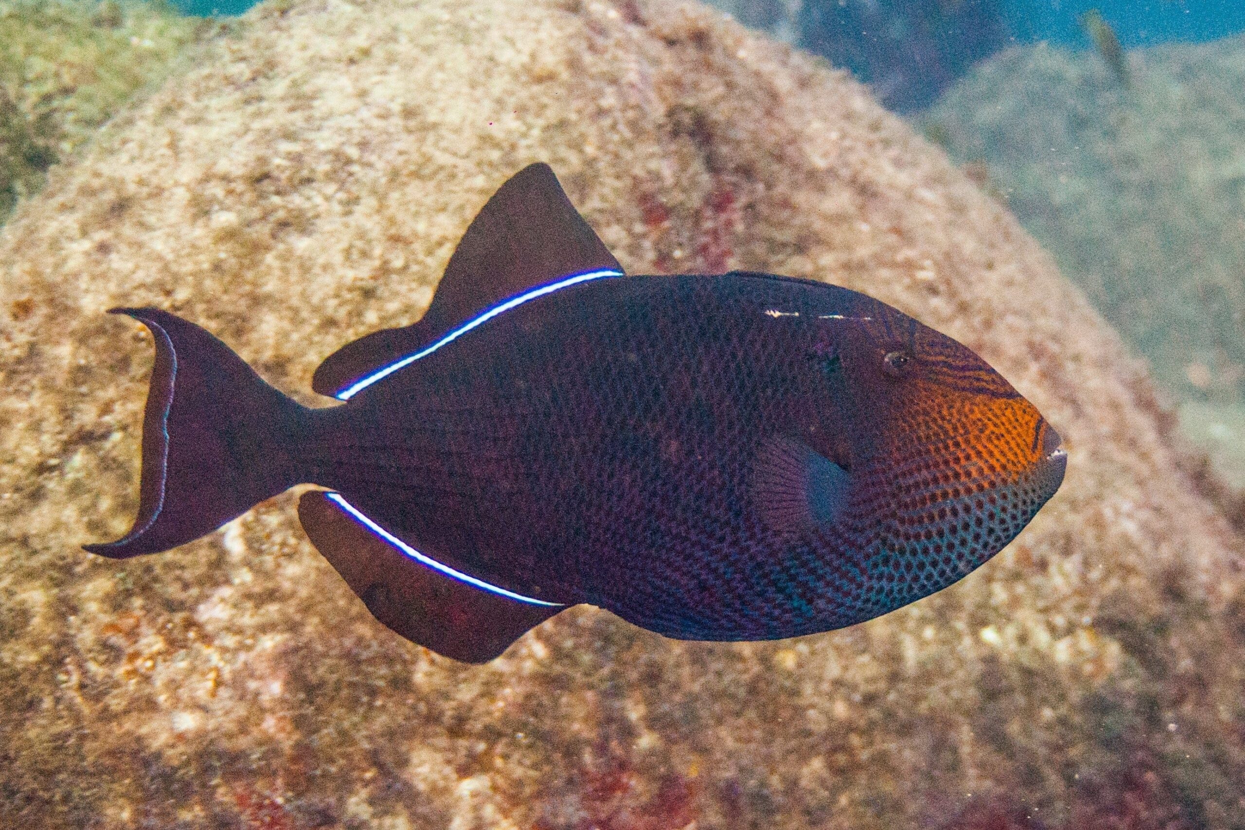 Trigger: Black; Atlantic