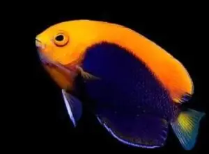 Flameback Angelfish swimming in its natural habitat.