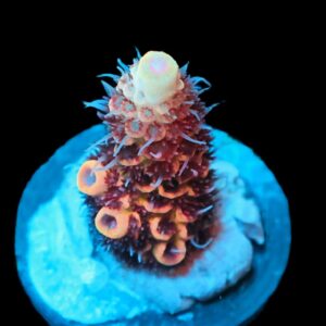 SDC Acro Ginger Snap Cult