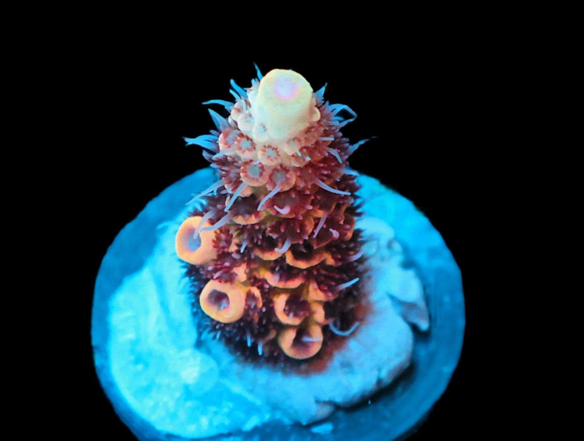 SDC Acro Ginger Snap Cult