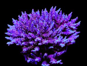 SDC Acro DCR Indo Queen