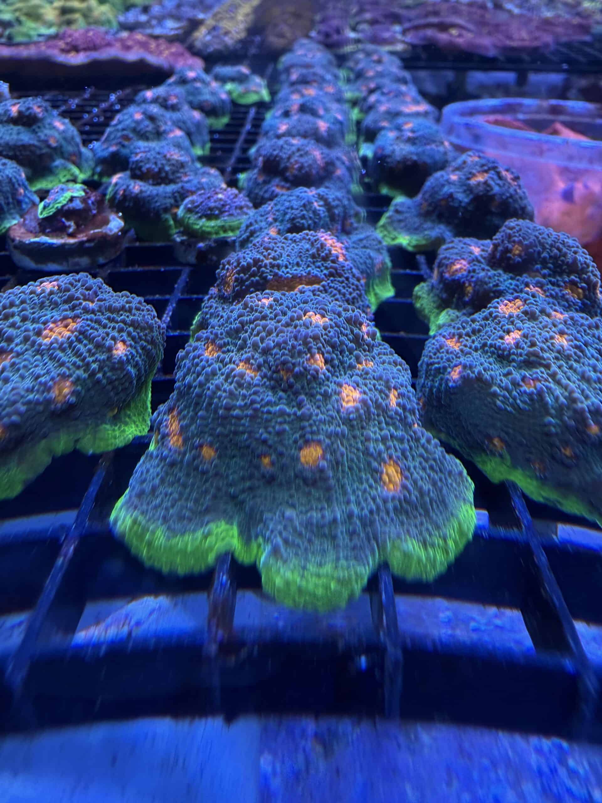 My Miami Chalice Coral