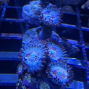 White Zombie Zoanthids Coral