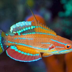 McCoskeri Flasher Wrasse; Male - Paracheilinus mccoskeri