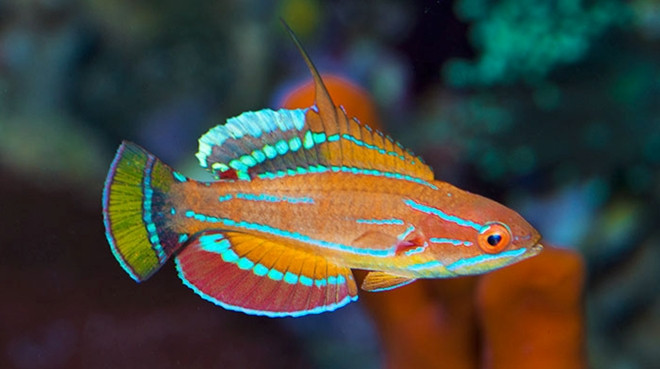 McCoskeri Flasher Wrasse; Male - Paracheilinus mccoskeri