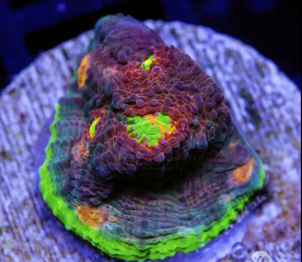 The My Miami Chalice coral shown with yellow and purple hue on a frag