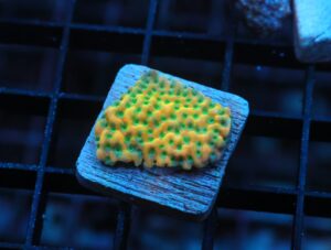 SDC Monti: JF Beach Bum Cult