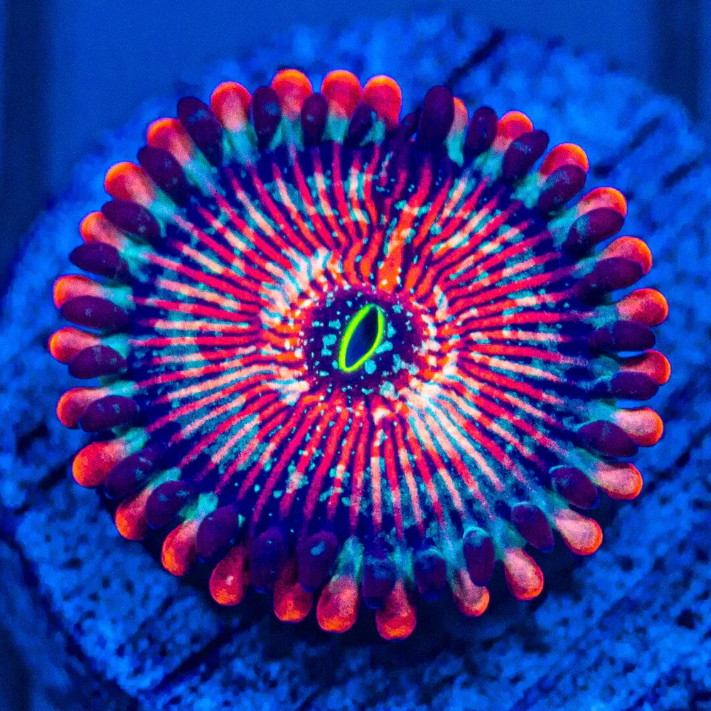 White Zombie Zoanthids coral colony on live rock under reef lighting in a saltwater aquarium