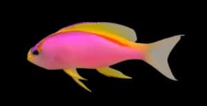 Anthias: Ventralis; Female