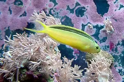 Blenny: Canary; Gr./Yel.