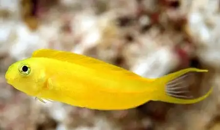 Blenny: Canary; Yellow; Tonga