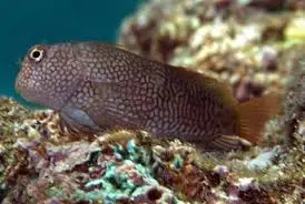 Blenny: Ember