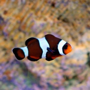 Clown: Ocellaris; Mocha C.B.