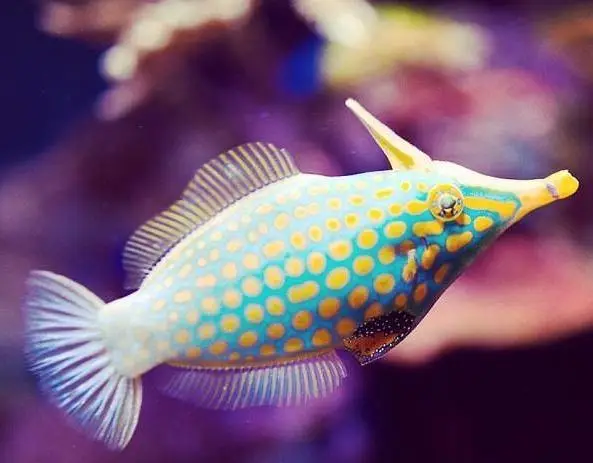 File: Orange Spot Tonga